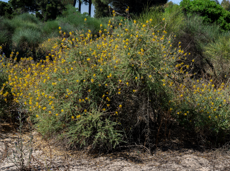02-Adenocarpus-gibbsianus@2x
