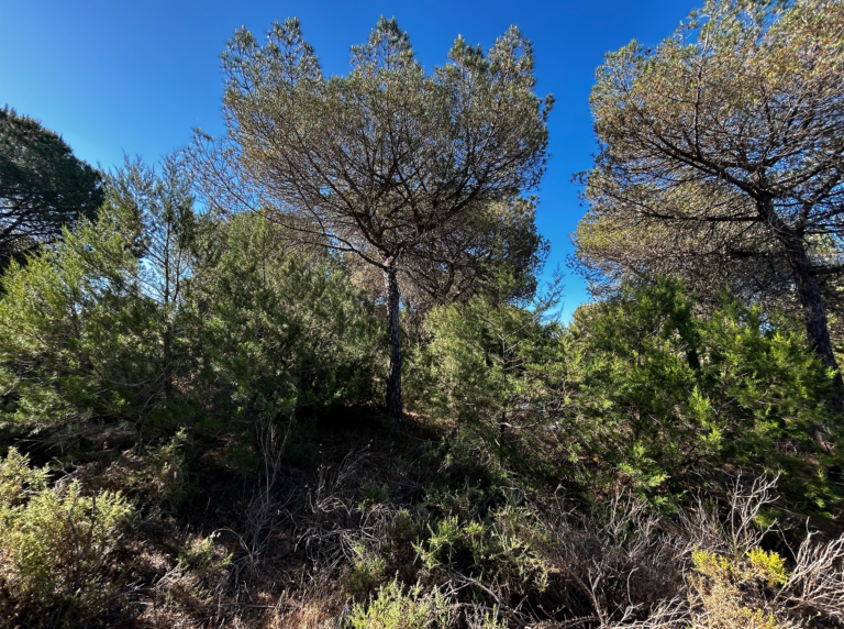 02-Dunas-con-bosque@2x