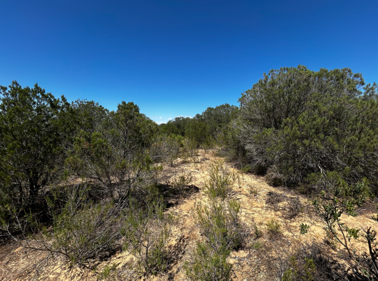 02-Dunas-litorales-con-Juniperus@2x