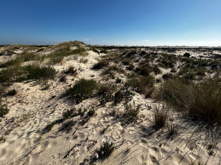 02-Dunas-moviles-litorales@2x