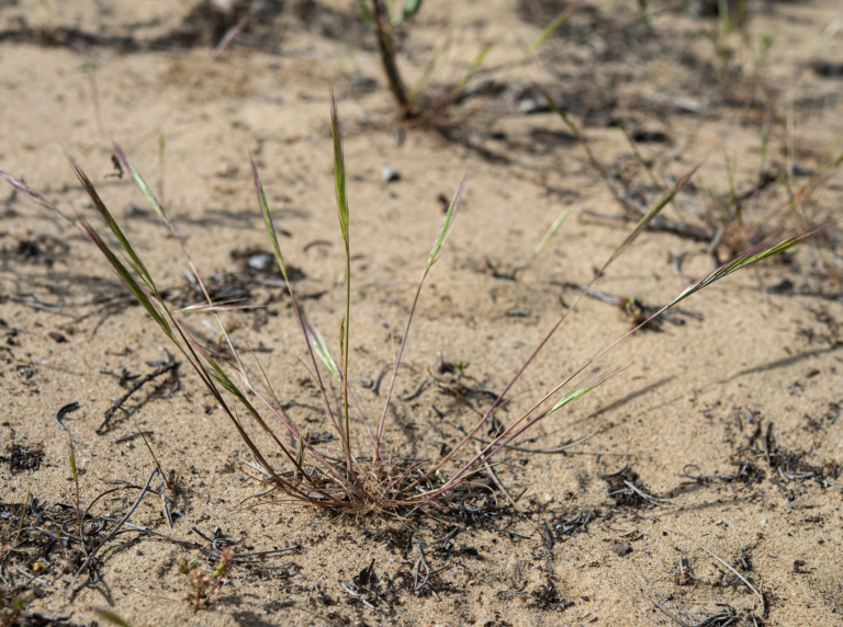 02-Festuca-donyanae@2x