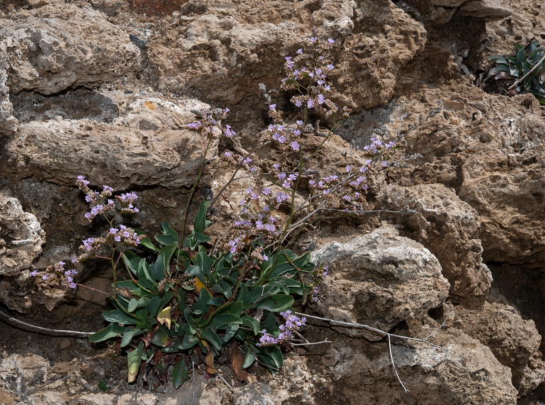 02-Limonium-malacitanum@2x
