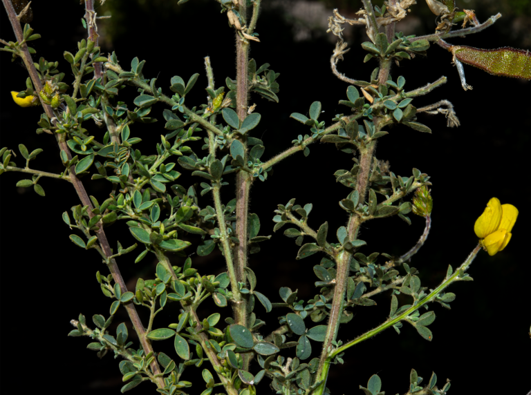 03-Adenocarpus-gibbsianus@2x