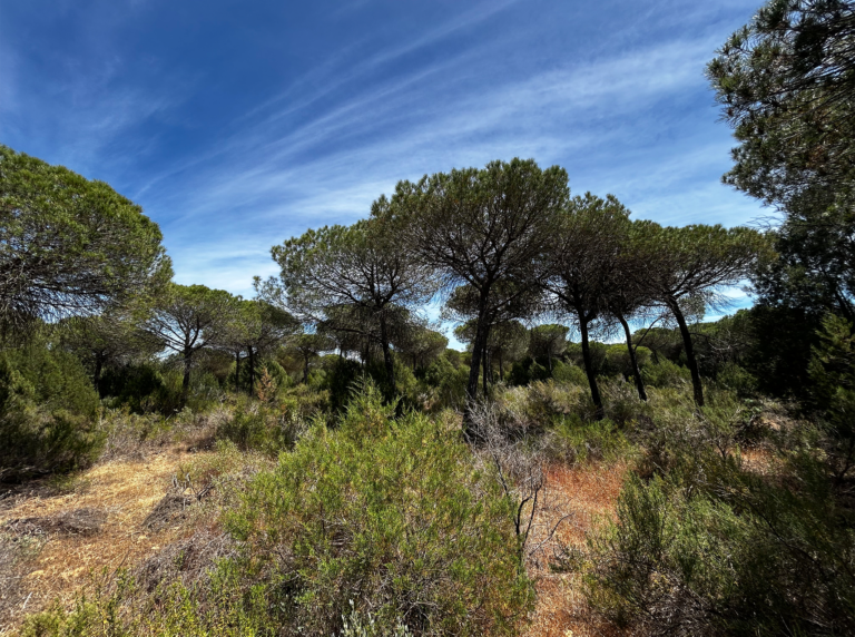 03-Dunas-con-bosque@2x