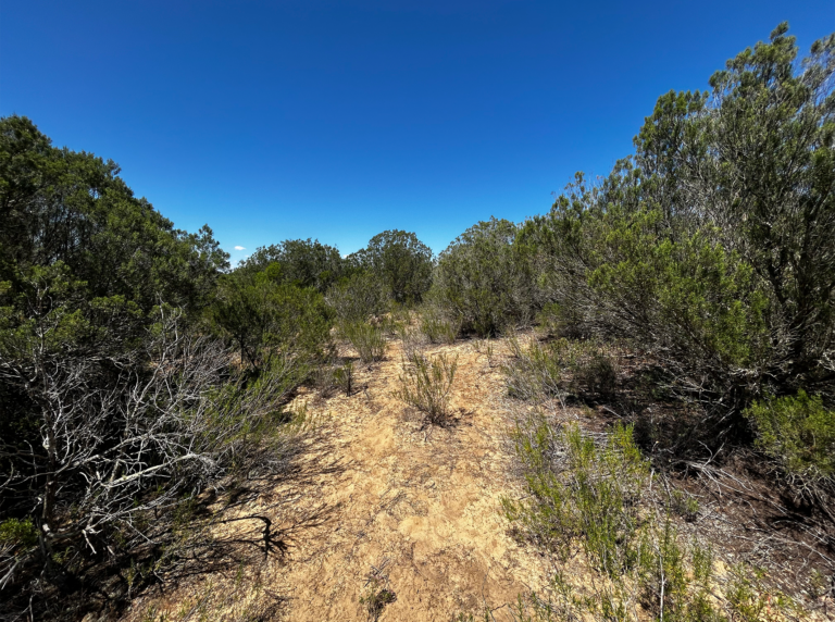 03-Dunas-litorales-con-Juniperus@2x