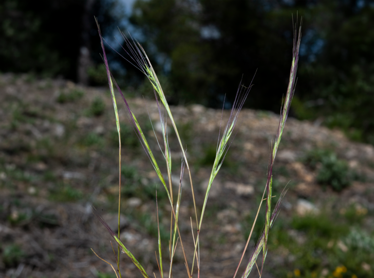 03-Festuca-donyanae@2x