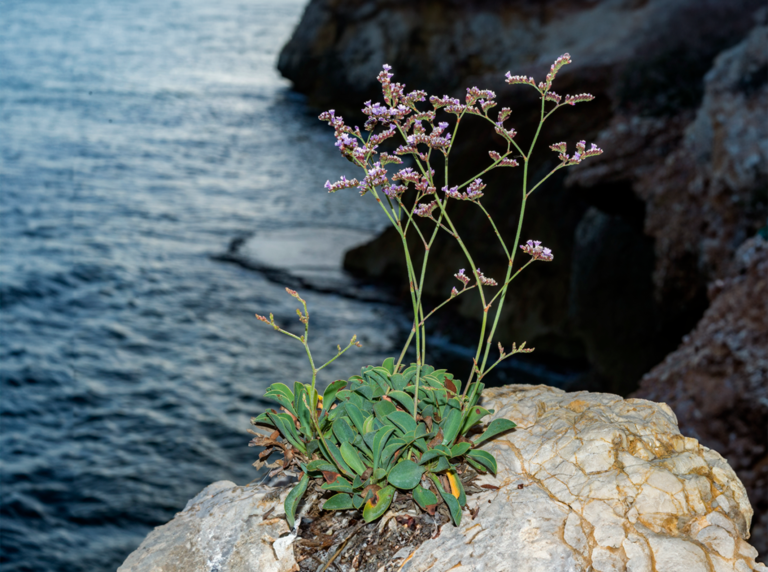 03-Limonium-malacitanum@2x