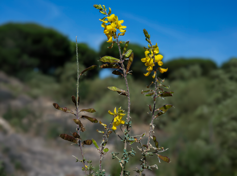 04-Adenocarpus-gibbsianus@2x