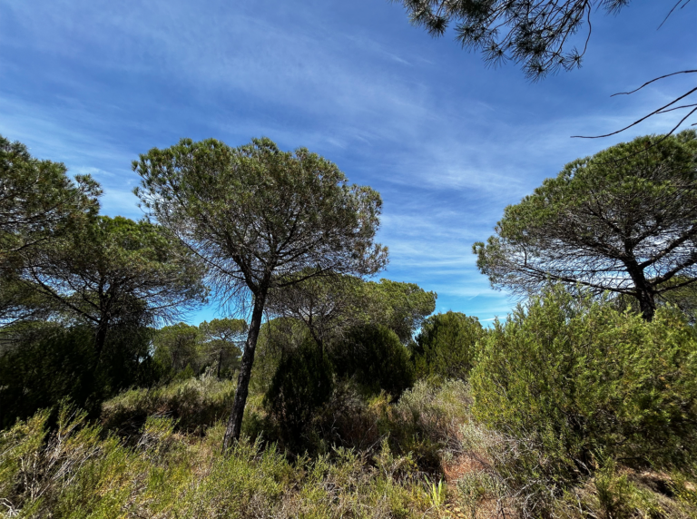 04-Dunas-con-bosque@2x