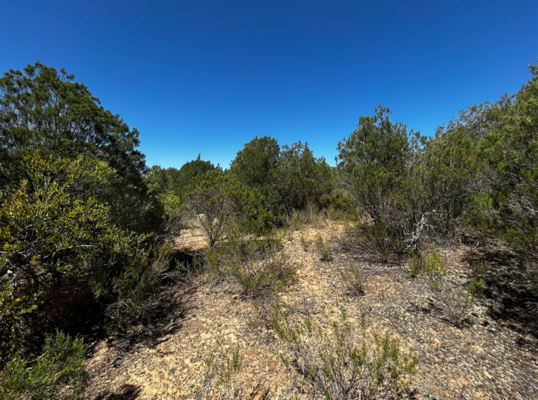 04-Dunas-litorales-con-Juniperus@2x