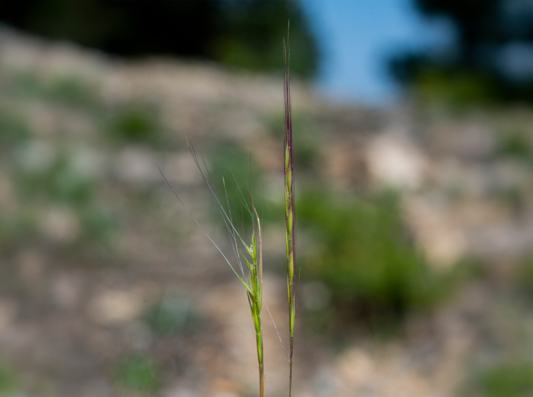 04-Festuca-donyanae@2x