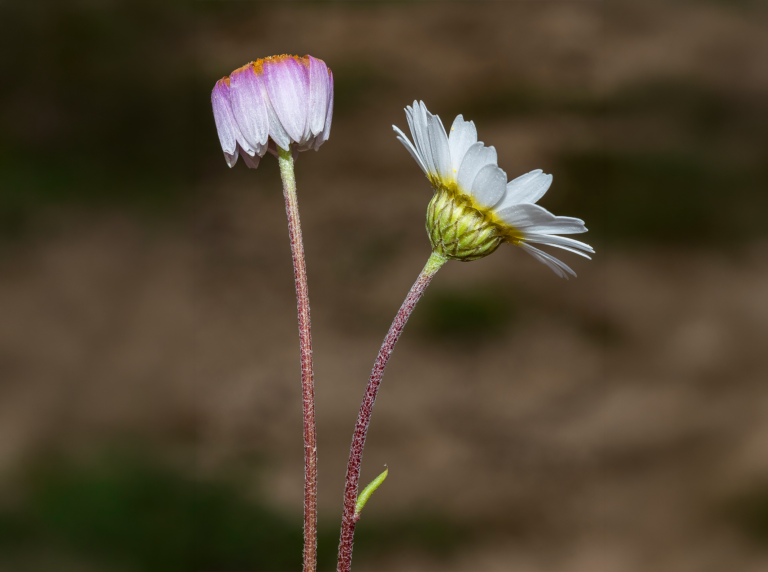 04-Hymenostemma-pseudanthemis@2x