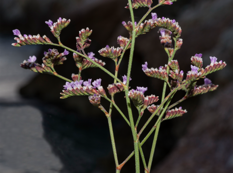 04-Limonium-malacitanum@2x