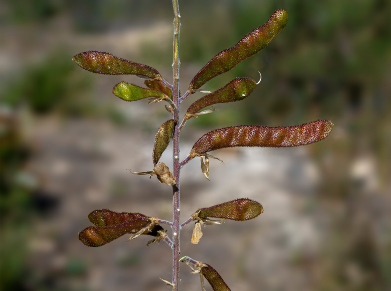 05-Adenocarpus-gibbsianus@2x