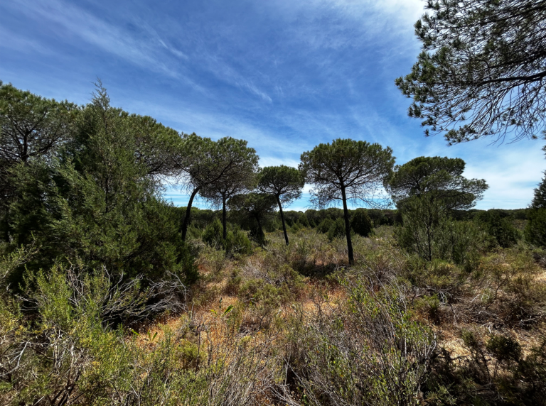 05-Dunas-con-bosque@2x