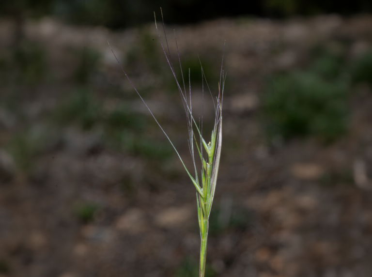 05-Festuca-donyanae@2x