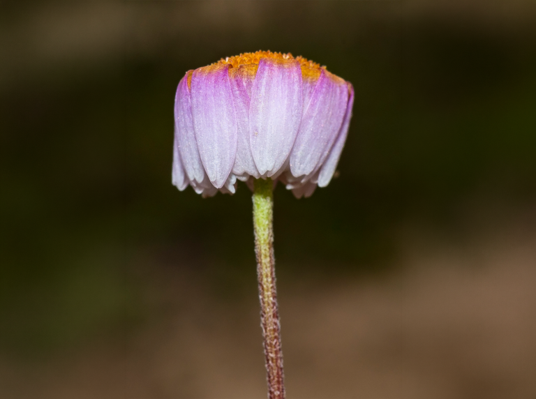 05-Hymenostemma-pseudanthemis@2x