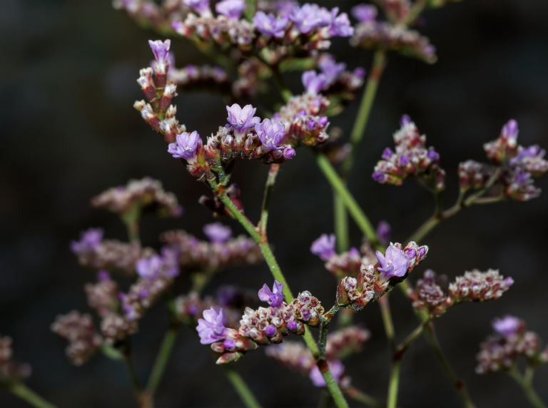 05-Limonium-malacitanum@2x