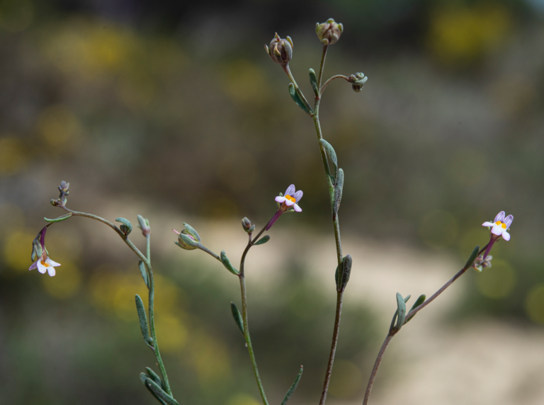 05-Linaria-tursica@2x