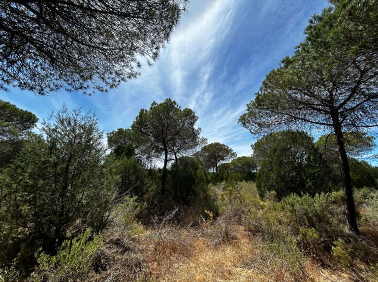 06-Dunas-con-bosque@2x