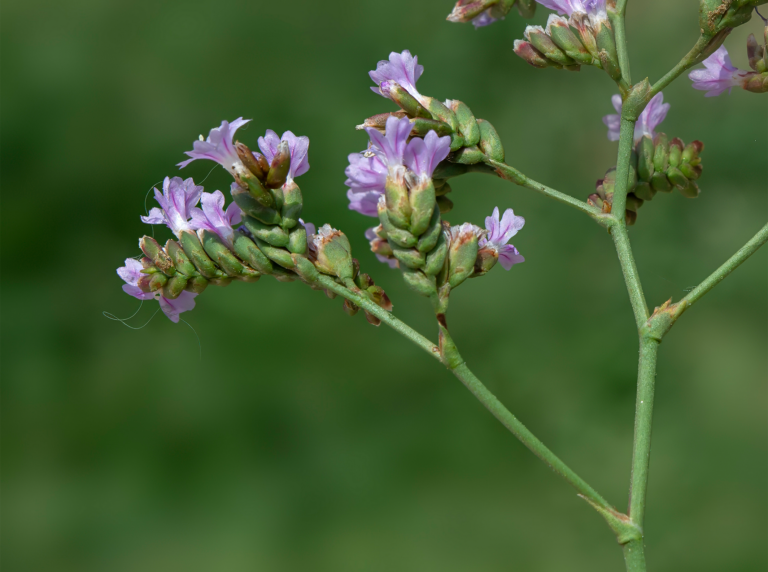06-Limonium-malacitanum@2x