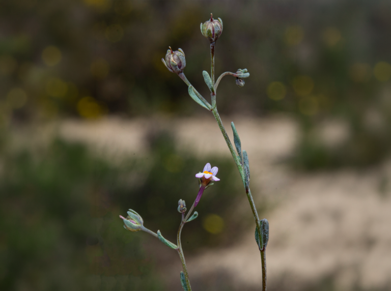 06-Linaria-tursica@2x