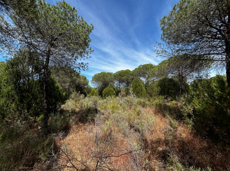 07-Dunas-con-bosque@2x