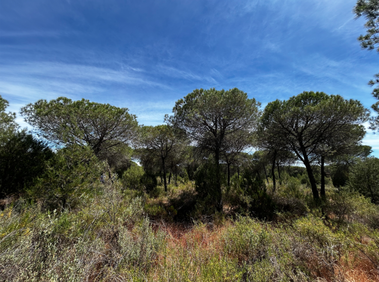 08-Dunas-con-bosque@2x